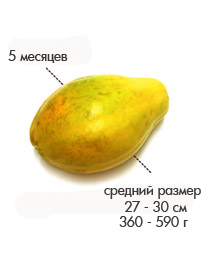 05 месяцев желтый фрукт.jpg